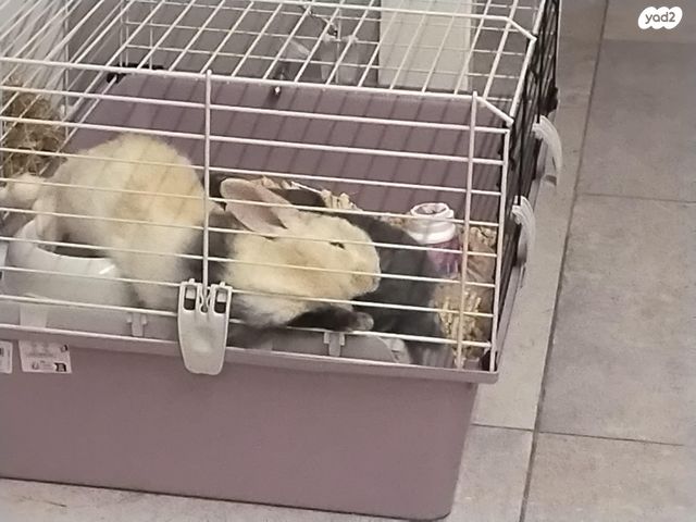 מכרסם ארנב \ שפן