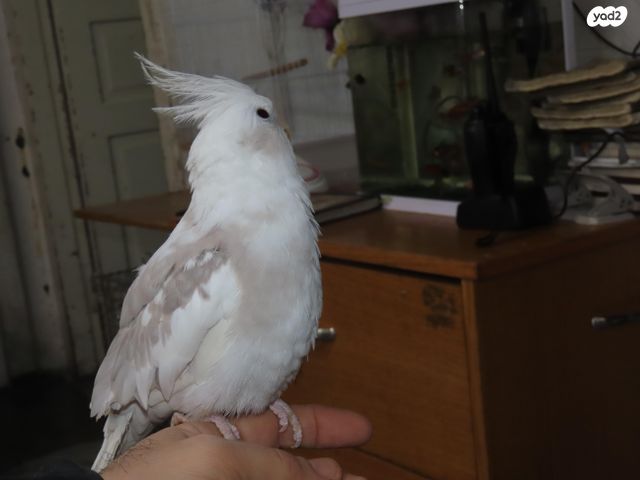 תוכי קוקוטייל