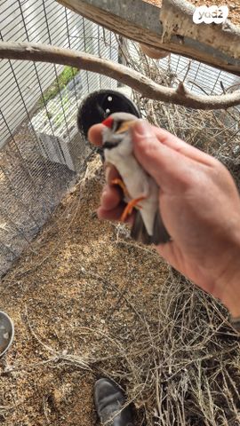 תוכי פינקים