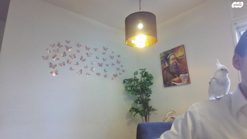 תוכי קוקוטייל