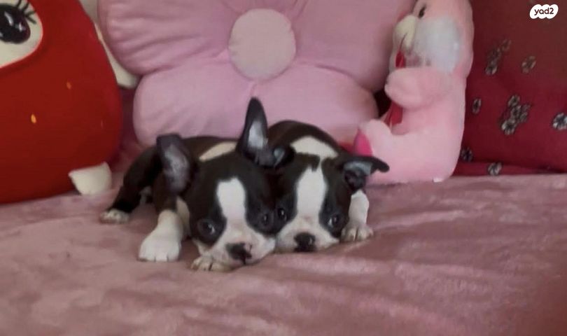 כלב בוסטון טרייר