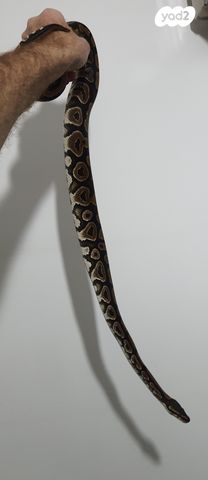 זוחל פיתון מתכדר