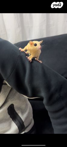 מכרסם סנאי מעופף \ שוגר