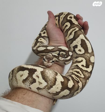 זוחל פיתון מתכדר