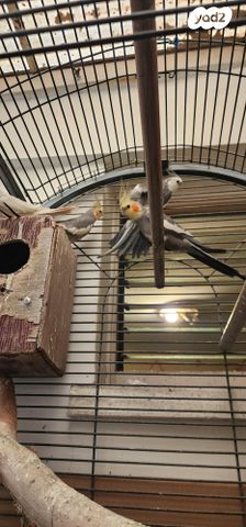 תוכי קוקוטייל