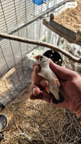 תוכי פינקים