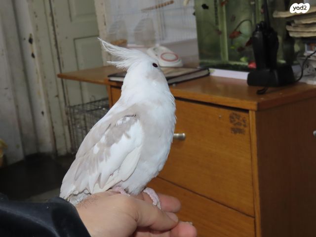 תוכי קוקוטייל