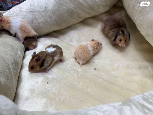 מכרסם אוגר אנגורה