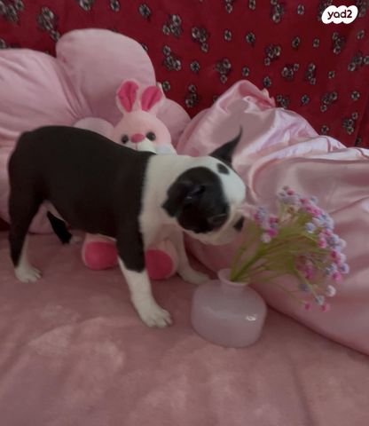 כלב בוסטון טרייר