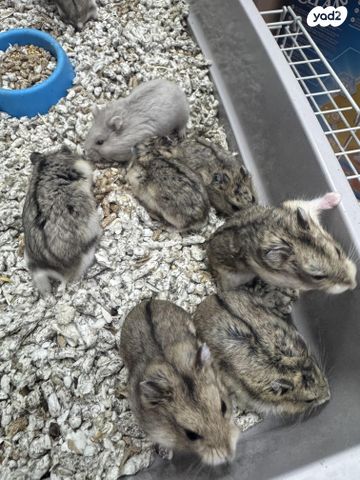 מכרסם אוגר סיבירי