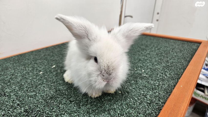 מכרסם ארנב ננסי