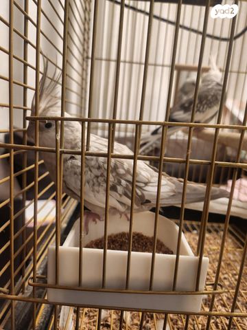 תוכי קוקוטייל