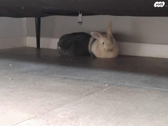 מכרסם ארנב \ שפן