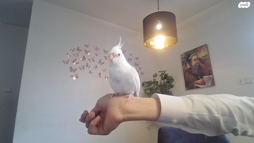 תוכי קוקוטייל