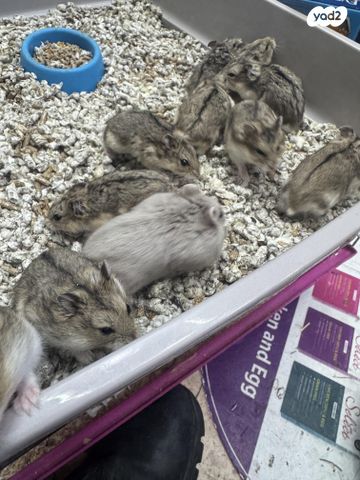 מכרסם אוגר סיבירי