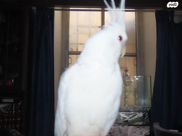 תוכי קוקוטייל