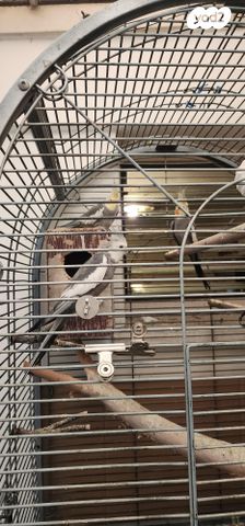 תוכי קוקוטייל