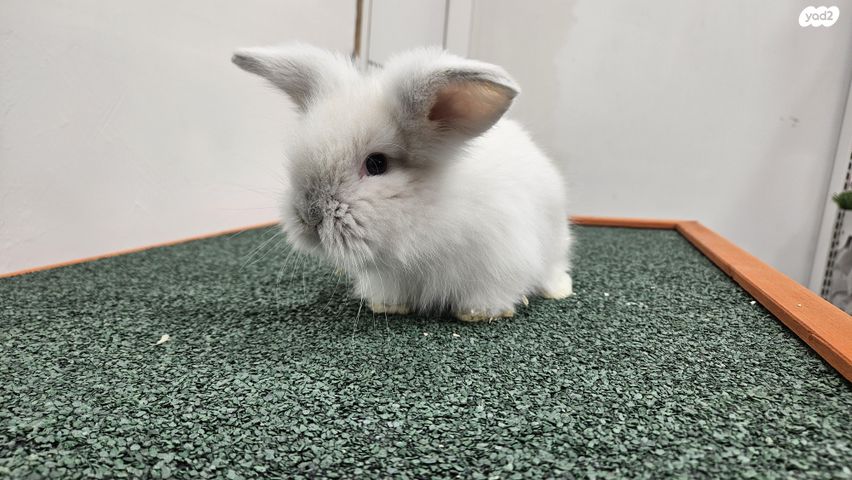 מכרסם ארנב ננסי