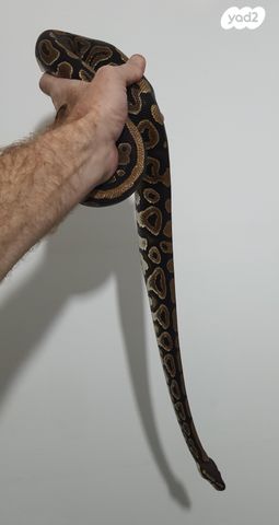 זוחל פיתון מתכדר