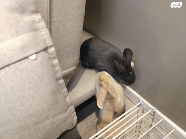 מכרסם ארנב \ שפן