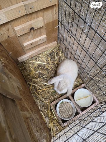 מכרסם ארנב שמוט אוזניים