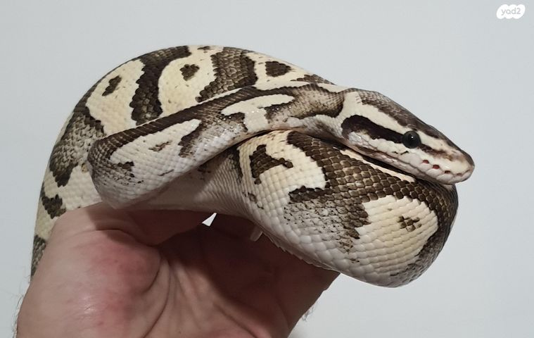 זוחל פיתון מתכדר