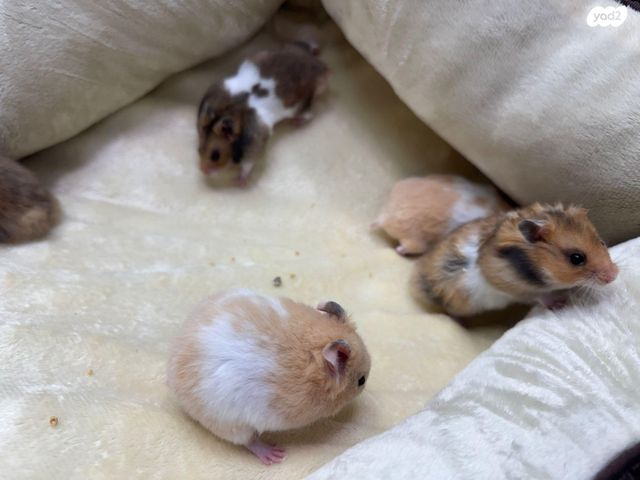 מכרסם אוגר אנגורה