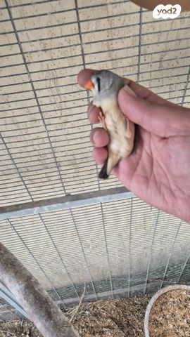 תוכי פינקים