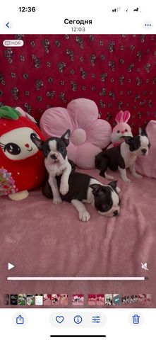 כלב בוסטון טרייר