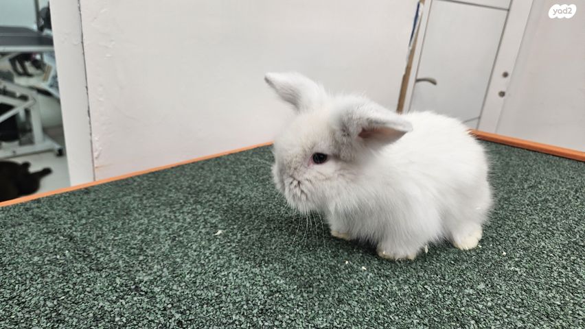 מכרסם ארנב ננסי