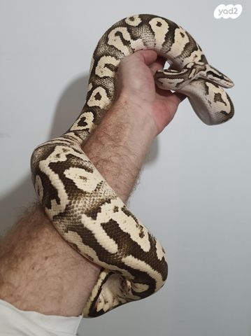 זוחל פיתון מתכדר