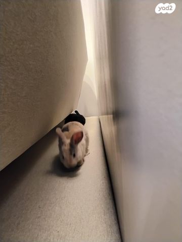 מכרסם ארנב \ שפן