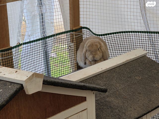 מכרסם ארנב שמוט אוזניים