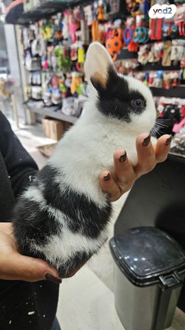 מכרסם ארנב ננסי