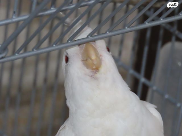 תוכי קוקוטייל