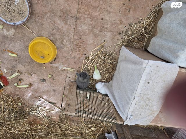 מכרסם ארנב שמוט אוזניים