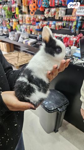 מכרסם ארנב ננסי