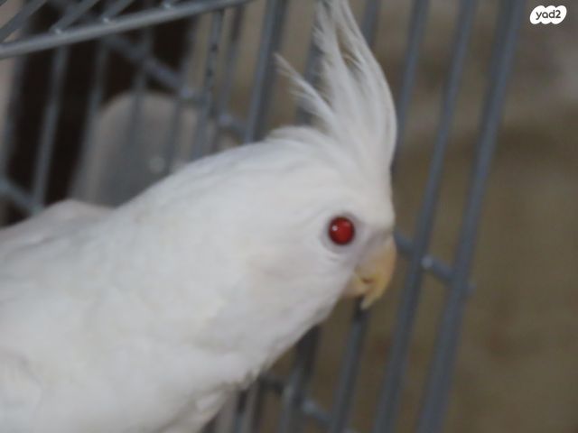 תוכי קוקוטייל