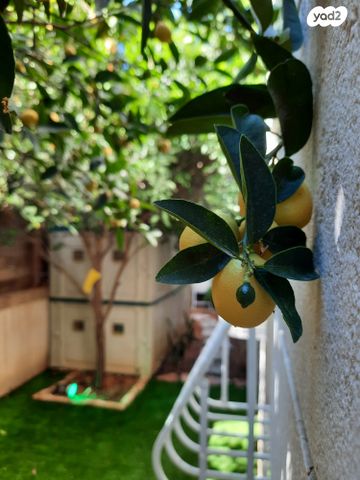 דירת גן, הר הצופים 31, רחובות ההולנדית, רחובות