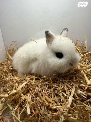 תמונת מודעה - חיות מחמד