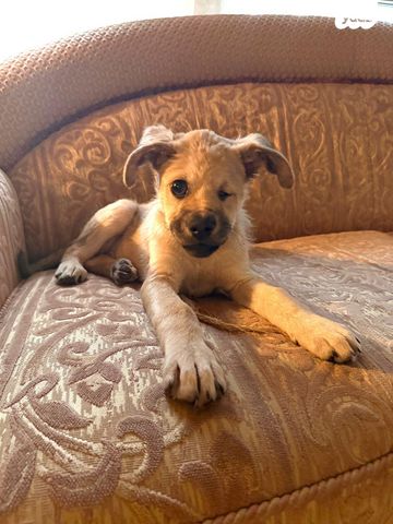 תמונת מודעה - חיות מחמד