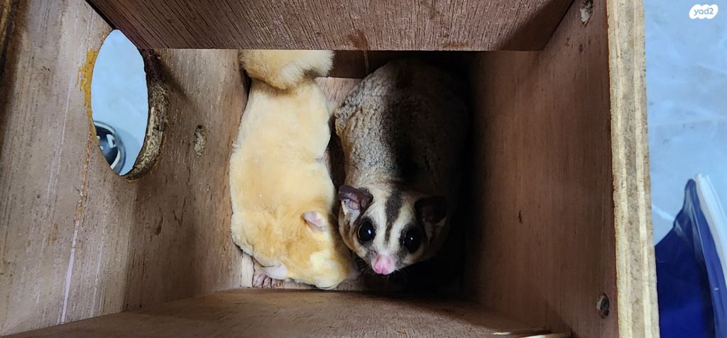 תמונת מודעה - חיות מחמד