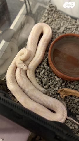 תמונת מודעה - חיות מחמד