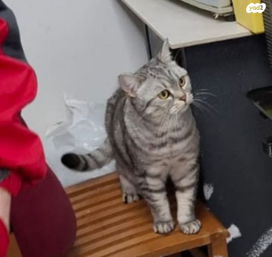 תמונת מודעה - חיות מחמד