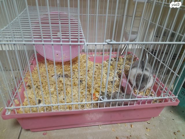 תמונת מודעה - חיות מחמד