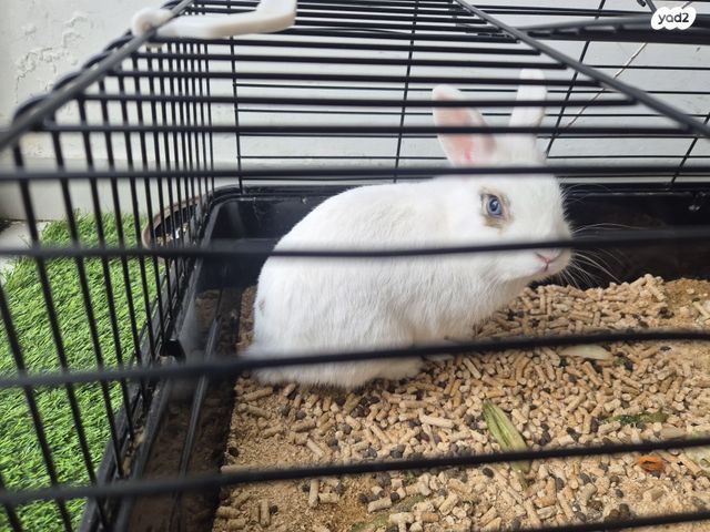 תמונת מודעה - חיות מחמד