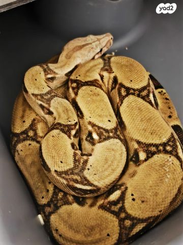 תמונת מודעה - חיות מחמד