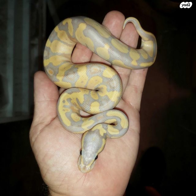 תמונת מודעה - חיות מחמד