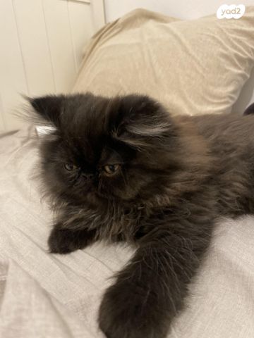 תמונת מודעה - חיות מחמד