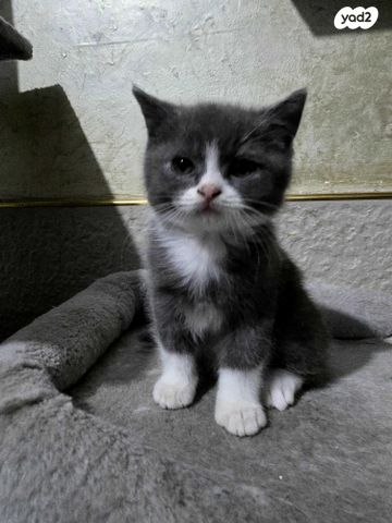 תמונת מודעה - חיות מחמד